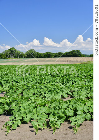 Photographing the scenery of a pumpkin field that has grown vines in Otobe-cho, Hokkaido in the summer Photographing the scenery of a pumpkin field that has grown vines in Otobe-cho, Hokkaido in the summer 79818601