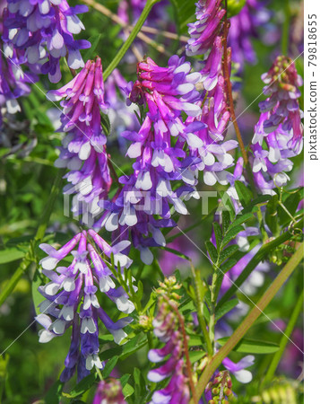 Hairy vetch blooming on the Arakawa riverbed Hairy vetch blooming on the Arakawa riverbed 79818655