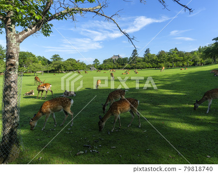 Nara Park Kasuganoenchi and deer with beautiful fresh greenery Nara Park Kasuganoenchi and deer with beautiful fresh greenery 79818740
