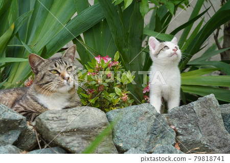 Cute kitten brothers of stray cats running around and ruining a landscaped flowerbed Cute kitten brothers of stray cats running around and ruining a landscaped flowerbed 79818741