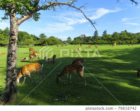 Nara Park Kasuganoenchi and deer with beautiful fresh greenery Nara Park Kasuganoenchi and deer with beautiful fresh greenery 79818742