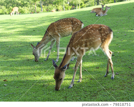 Nara Park Kasuganoenchi and deer with beautiful fresh greenery Nara Park Kasuganoenchi and deer with beautiful fresh greenery 79818751