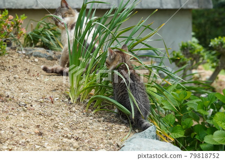 Cute kitten brothers of stray cats running around and ruining a landscaped flowerbed Cute kitten brothers of stray cats running around and ruining a landscaped flowerbed 79818752