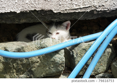 Cute kitten brothers of stray cats running around and ruining a landscaped flowerbed Cute kitten brothers of stray cats running around and ruining a landscaped flowerbed 79818753