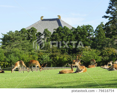 Nara Park Kasuganoenchi and deer with beautiful fresh greenery Nara Park Kasuganoenchi and deer with beautiful fresh greenery 79818754