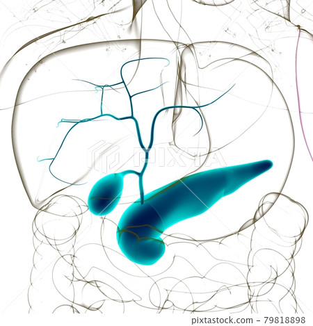 Gall Bladder Human Digestive System Anatomy 3D Gall Bladder Human Digestive System Anatomy 3D 79818898