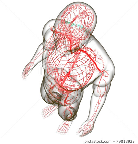 Human Arteries And Veins For Medical Concept 3D Human Arteries And Veins For Medical Concept 3D 79818922