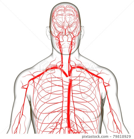 Human Arteries And Veins For Medical Concept 3D Human Arteries And Veins For Medical Concept 3D 79818929