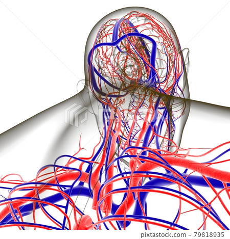 Human Arteries And Veins For Medical Concept 3D 79818935