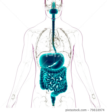 Human Digestive System Anatomy For Medical Concept 3D 79818974