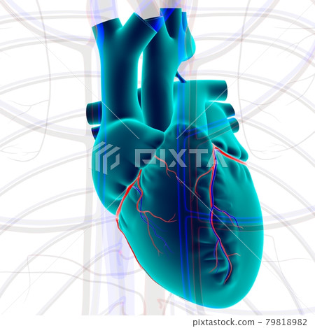 Human Heart Anatomy For Medical Concept 3D Human Heart Anatomy For Medical Concept 3D 79818982