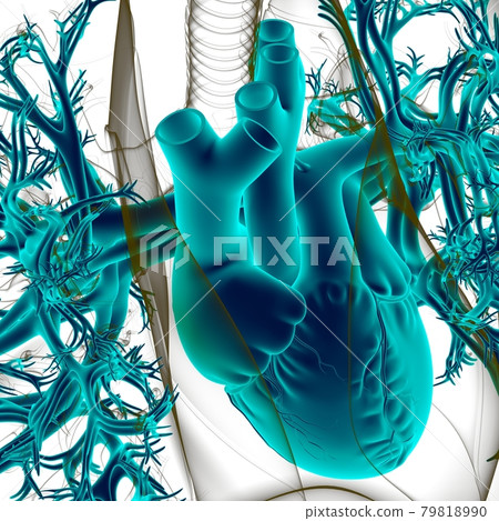Lungs Human Respiratory System Anatomy For Medical Concept 3D Lungs Human Respiratory System Anatomy For Medical Concept 3D 79818990
