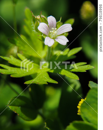 Carolina geranium blooming on the Arakawa riverbed Carolina geranium blooming on the Arakawa riverbed 79818998