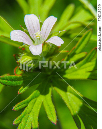 Carolina geranium blooming on the Arakawa riverbed Carolina geranium blooming on the Arakawa riverbed 79818999
