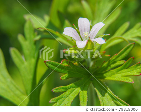 Carolina geranium blooming on the Arakawa riverbed 79819000