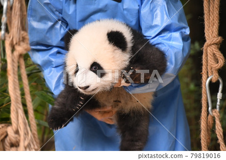 小灰熊貓被帶到飼養員那裡 小灰熊貓被帶到飼養員那裡 79819016