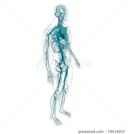 Human Heart With Circulatory System Anatomy For Medical Concept 3D Human Heart With Circulatory System Anatomy For Medical Concept 3D 79819057