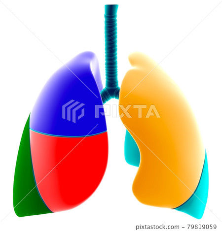 Human Lungs Lobes Anatomy For Medical Concept 3D Illustration Human Lungs Lobes Anatomy For Medical Concept 3D Illustration 79819059