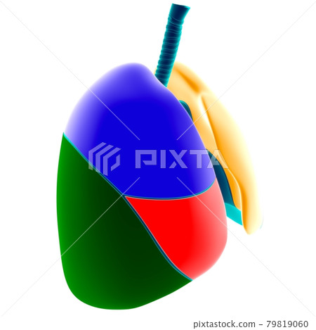 Human Lungs Lobes Anatomy For Medical Concept 3D Illustration 79819060