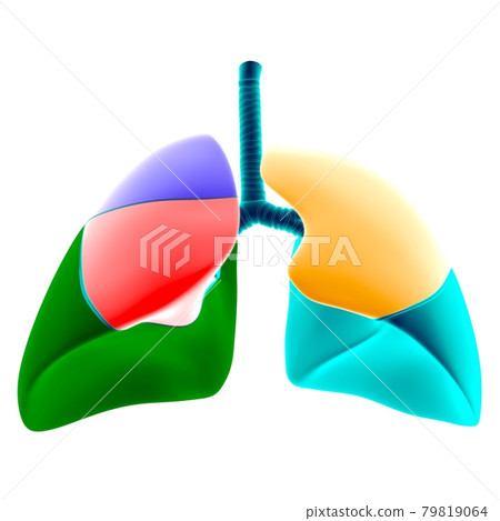 Human Lungs Lobes Anatomy For Medical Concept 3D Illustration Human Lungs Lobes Anatomy For Medical Concept 3D Illustration 79819064