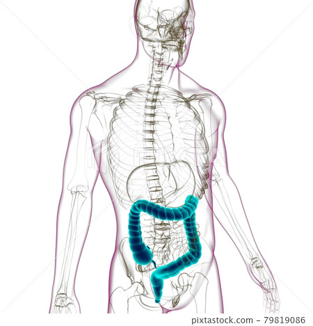 Large Intestine 3D Illustration Human Digestive System Anatomy 79819086