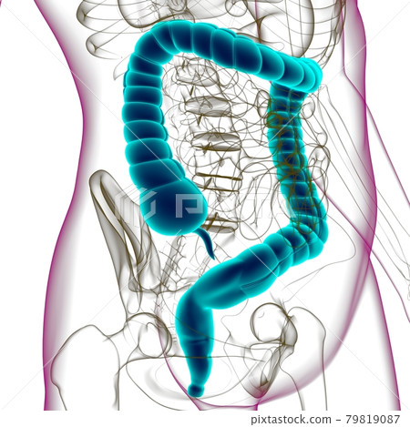 Large Intestine 3D Illustration Human Digestive System Anatomy Large Intestine 3D Illustration Human Digestive System Anatomy 79819087