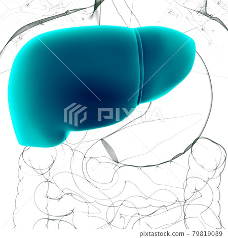 Liver 3D Illustration Human Digestive System Anatomy Liver 3D Illustration Human Digestive System Anatomy 79819089