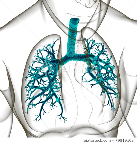 Lungs Human Respiratory System Anatomy For Medical Concept 3D Lungs Human Respiratory System Anatomy For Medical Concept 3D 79819102