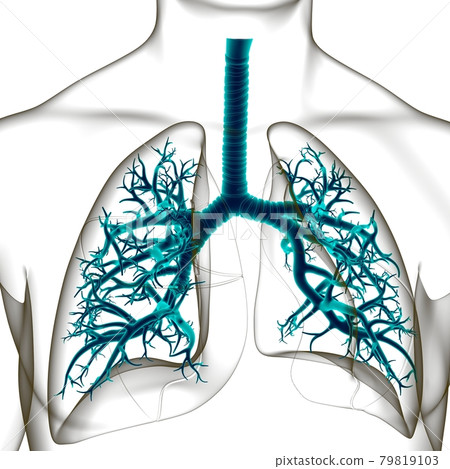 Lungs Human Respiratory System Anatomy For Medical Concept 3D Lungs Human Respiratory System Anatomy For Medical Concept 3D 79819103