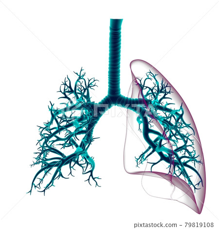 Lungs Human Respiratory System Anatomy For Medical Concept 3D Lungs Human Respiratory System Anatomy For Medical Concept 3D 79819108