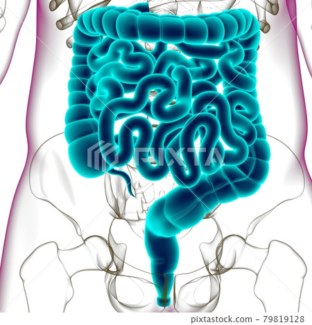 Small and large Intestine 3D Illustration Human Digestive System Anatomy 79819128
