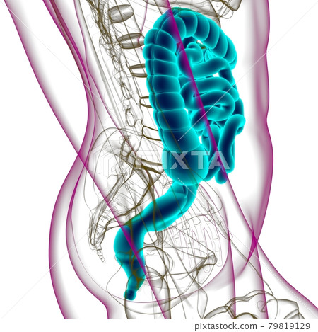 Small and large Intestine 3D Illustration Human Digestive System Anatomy Small and large Intestine 3D Illustration Human Digestive System Anatomy 79819129