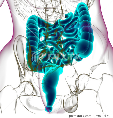 Small and large Intestine 3D Illustration Human Digestive System Anatomy Small and large Intestine 3D Illustration Human Digestive System Anatomy 79819130