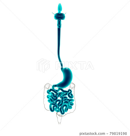 Stomach Anatomy Human Digestive System For Medical Concept 3D Stomach Anatomy Human Digestive System For Medical Concept 3D 79819198