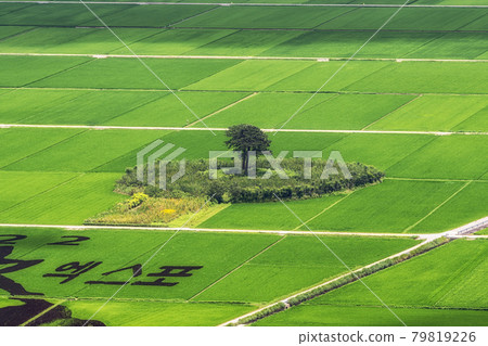 Hadong couple pine trees in rice paddy 79819226