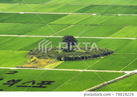 Hadong couple pine trees in rice paddy 79819228