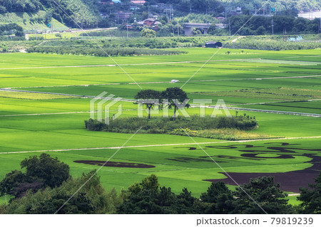 Hadong couple pine trees in rice paddy 79819239