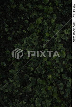 葉子葉子植物植物自然自然綠色綠色垂直位置 79819367