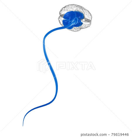 Human Brain inner parts Anatomy For Medical Concept 3D Human Brain inner parts Anatomy For Medical Concept 3D 79819446