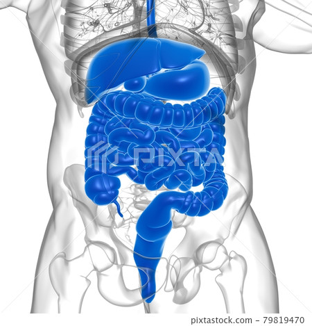 Human Digestive System Anatomy For Medical Concept 3D Rendering 79819470