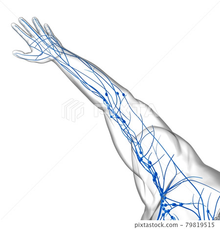 Human Lymph Nodes Anatomy For Medical Concept 3D Rendering 79819515
