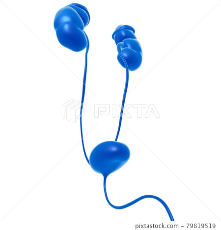 Human Urinary System Kidneys with Bladder...-插圖素材 [79819519] - PIXTA圖庫