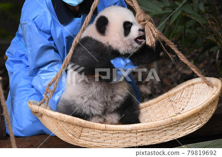 Hammock baby gray panda 79819692