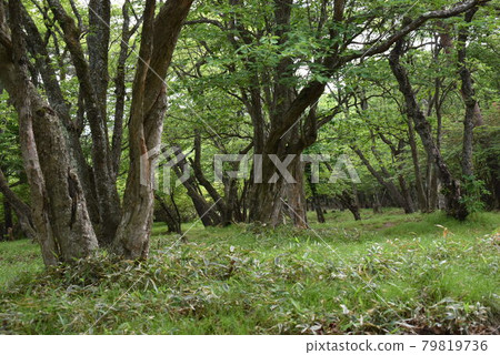 Time to put yourself in the fresh green ① 79819736