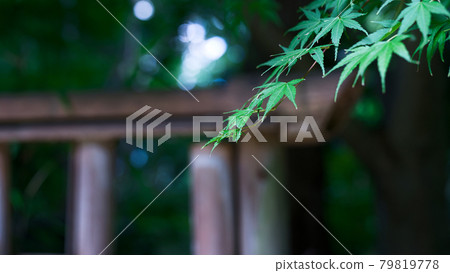 Cool Japanese beauty 79819778