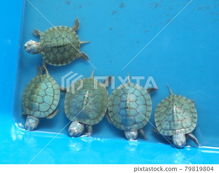 Baby turtles in turtle breeding grounds. Baby turtles are temporarily released in plastic containers. These baby turtles will be released into the ocean when they are old enough. Baby turtles in turtle breeding grounds. Baby turtles are temporarily released in plastic containers. These baby turtles will be released into the ocean when they are old enough. 79819804