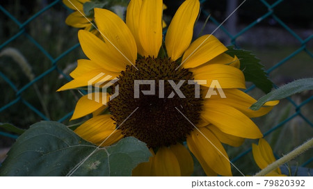 以籬芭為背景的黑暗的向日葵 以籬芭為背景的黑暗的向日葵 79820392