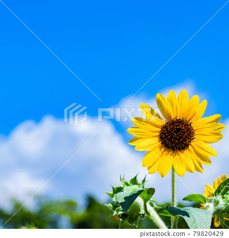 向日葵向日葵【夏日圖片】 向日葵向日葵【夏日圖片】 79820429