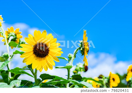 向日葵向日葵【夏日圖片】 向日葵向日葵【夏日圖片】 79820431