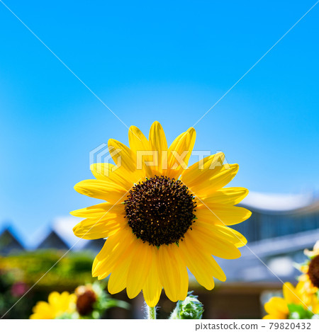 Sunflower sunflower [summer image] 79820432